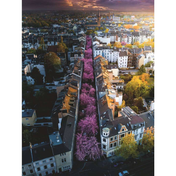 Ravensburger puzzle (slagalice) – 1500pcs Rascvetali Bon RA12000730